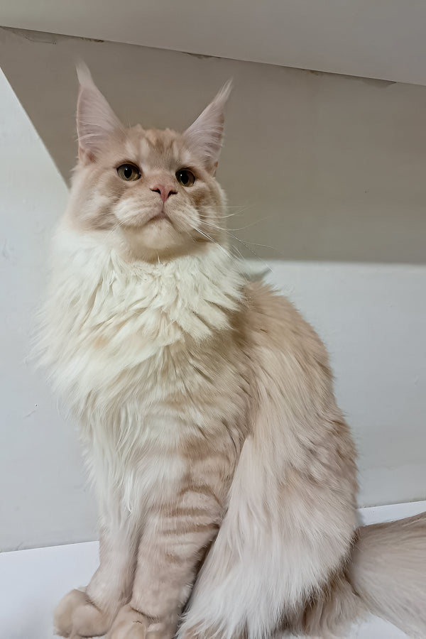 Chris | Maine Coon Kitten