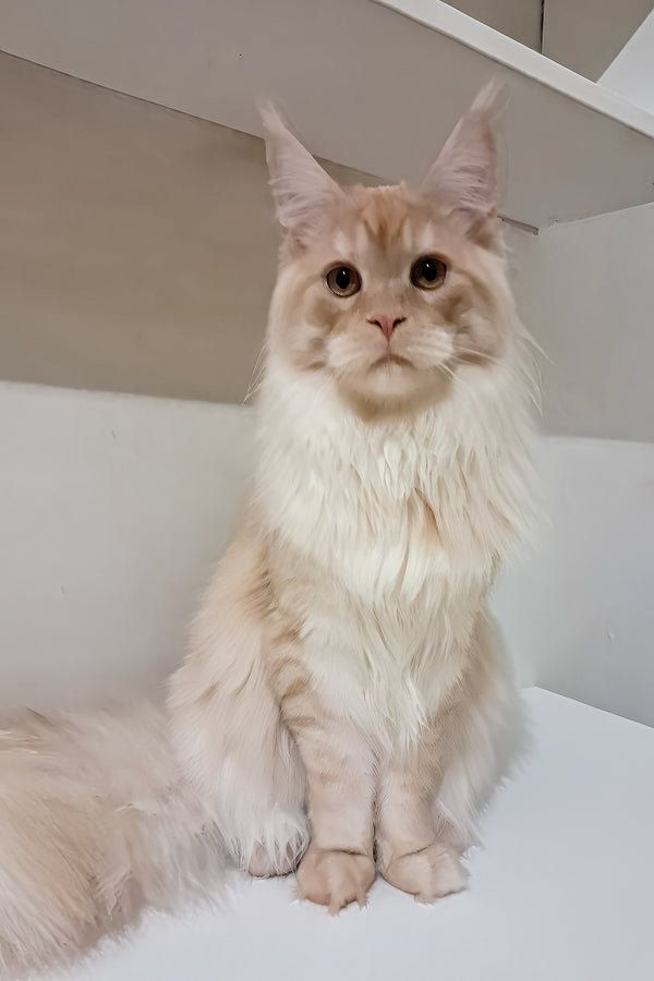 Chris | Maine Coon Kitten