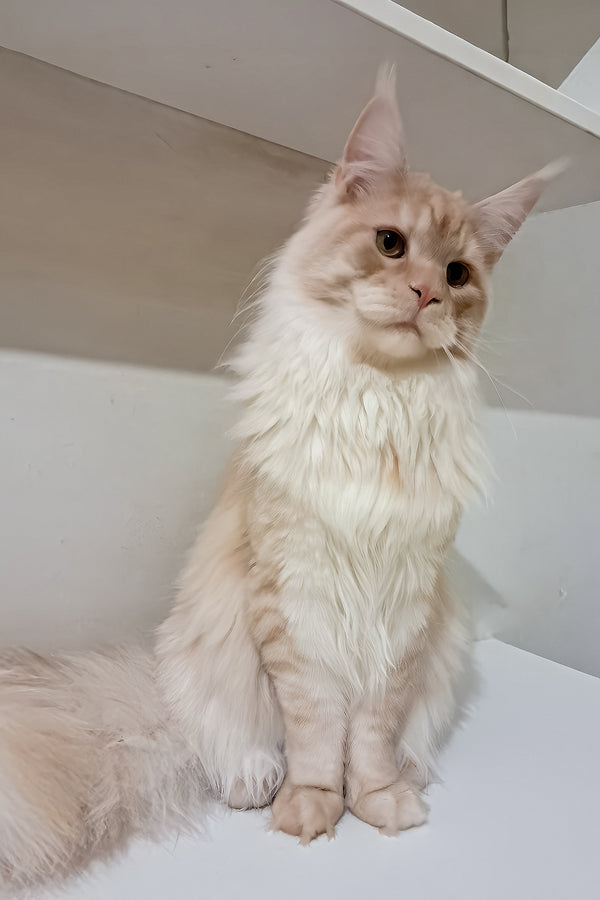 Chris | Maine Coon Kitten