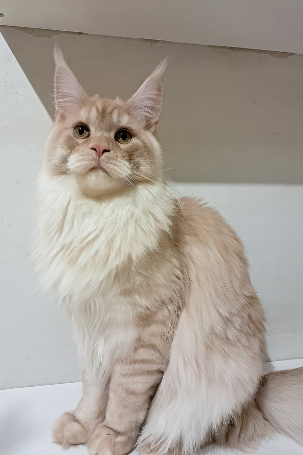Chris | Maine Coon Kitten