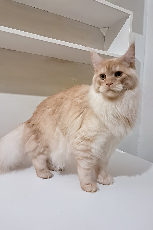 Chris | Maine Coon Kitten