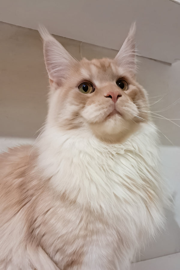 Chris | Maine Coon Kitten