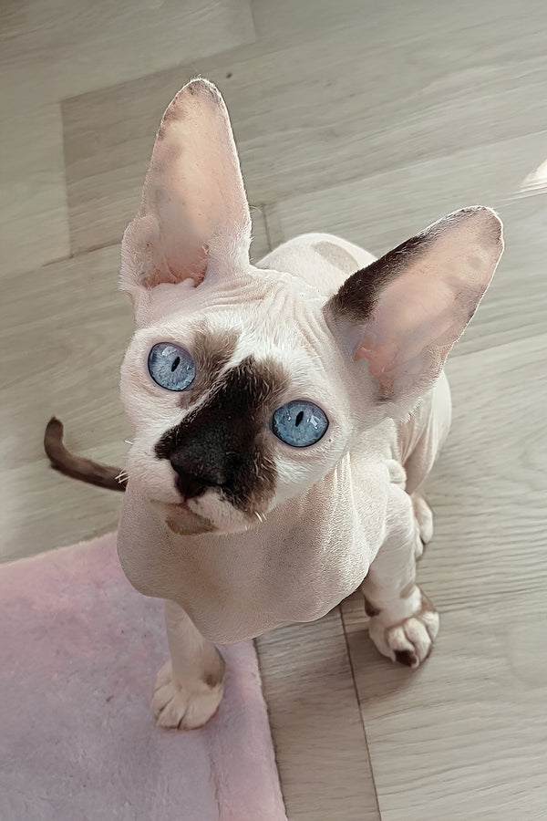 Christopher | Canadian Sphynx Kitten