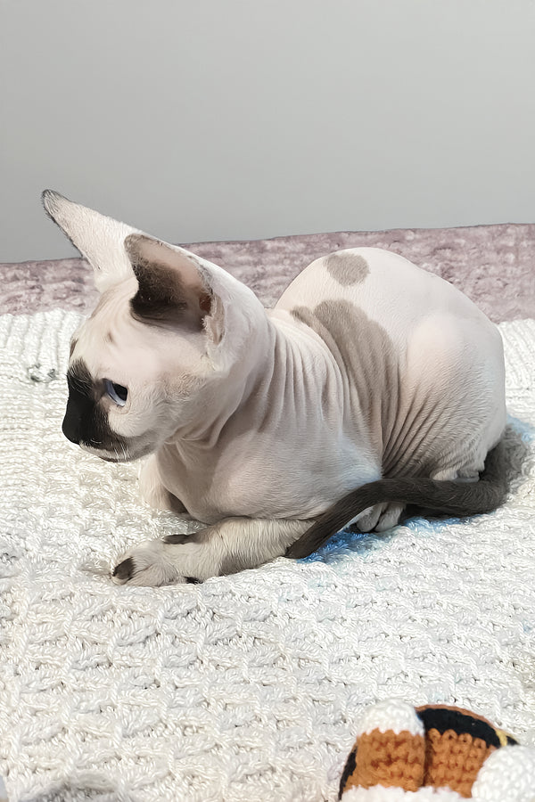 Christopher | Canadian Sphynx Kitten