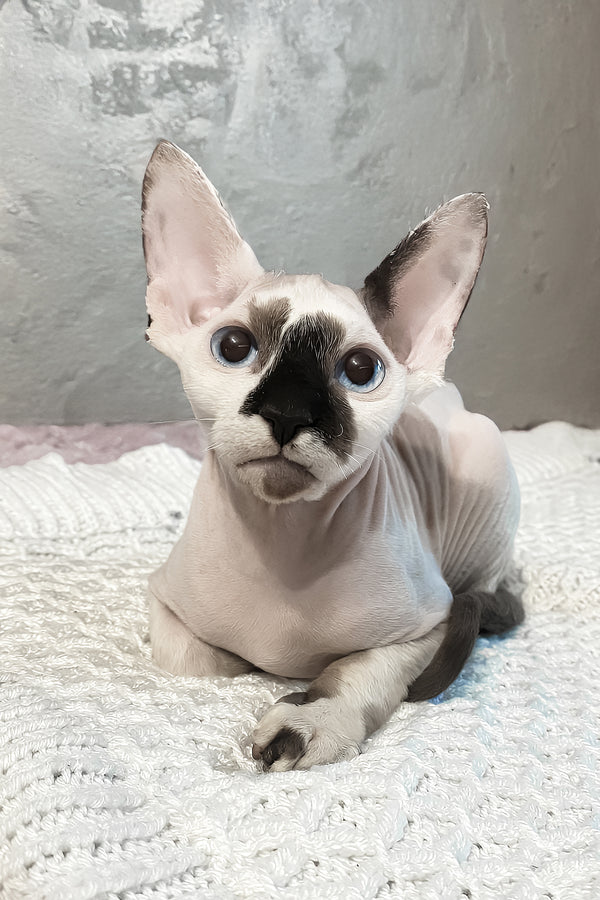 Christopher | Canadian Sphynx Kitten