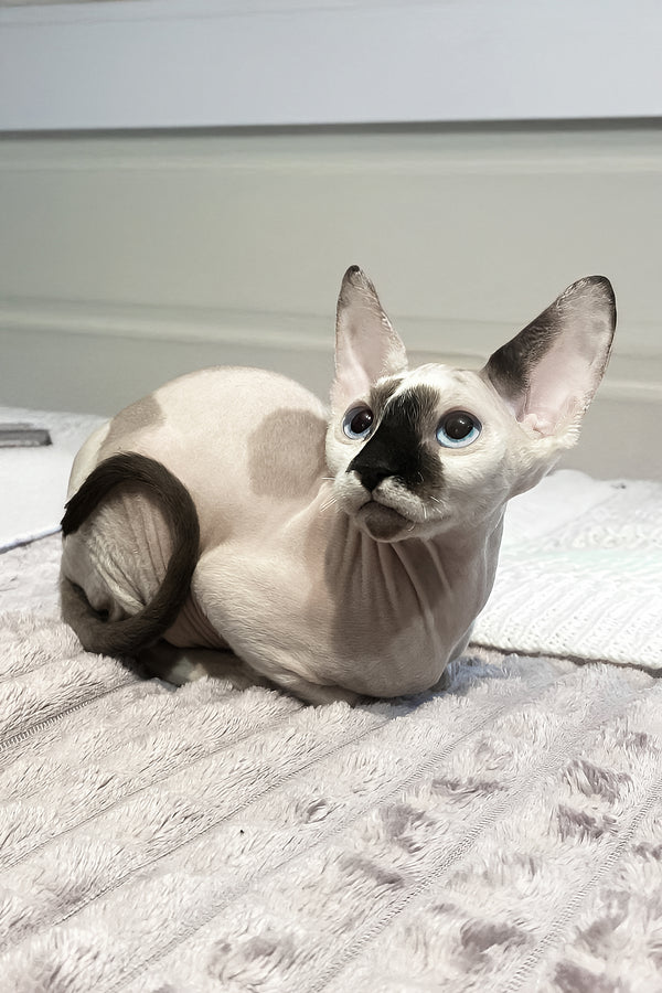 Christopher | Canadian Sphynx Kitten