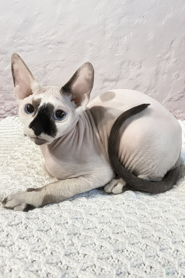 Christopher | Canadian Sphynx Kitten