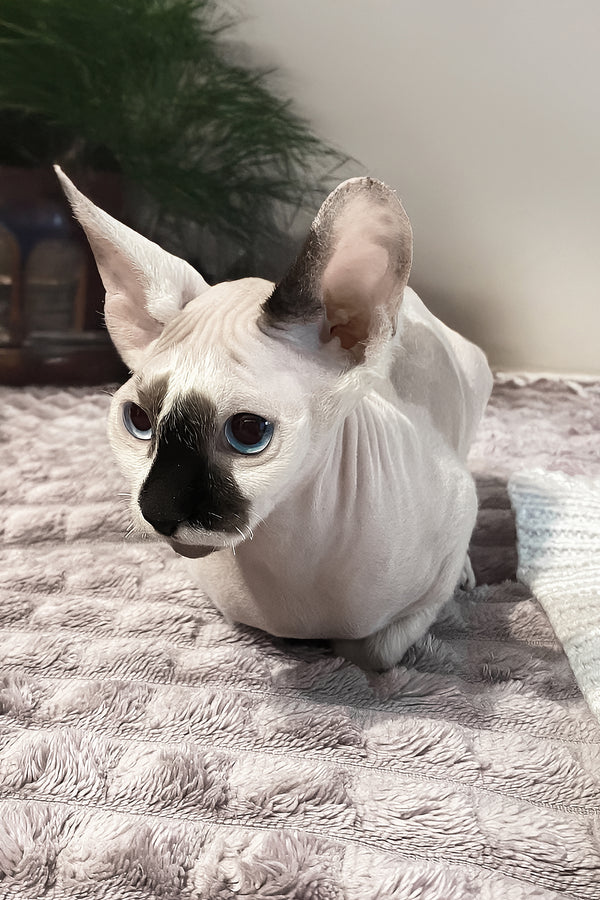 Christopher | Canadian Sphynx Kitten