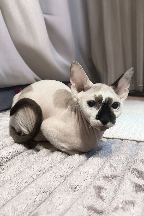 Christopher | Canadian Sphynx Kitten