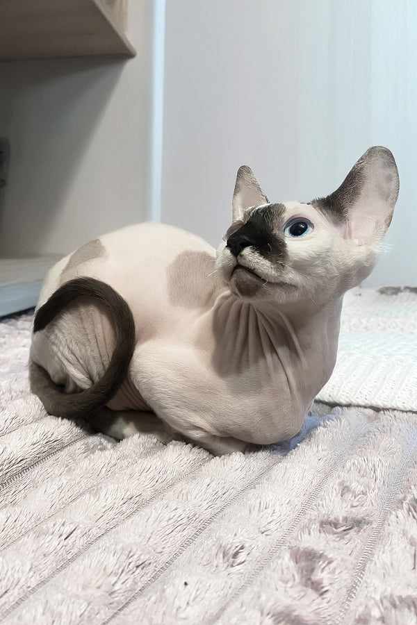 Christopher | Canadian Sphynx Kitten