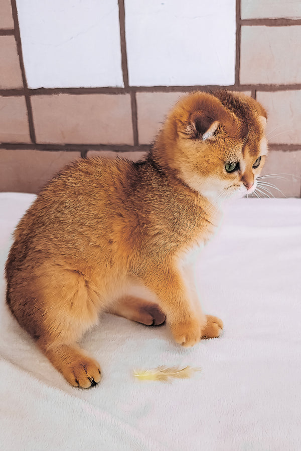 Cindi | Scottish Fold Kitten