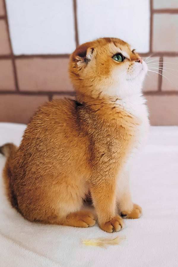 Cindi | Scottish Fold Kitten