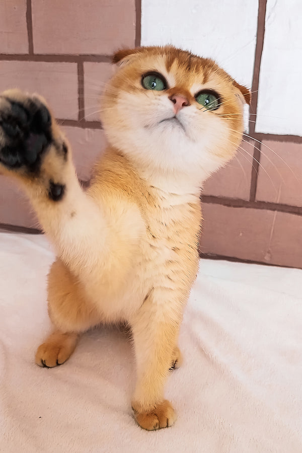 Cindi | Scottish Fold Kitten