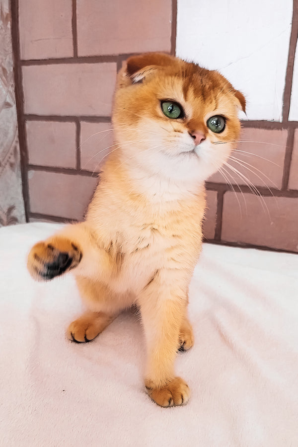 Cindi | Scottish Fold Kitten