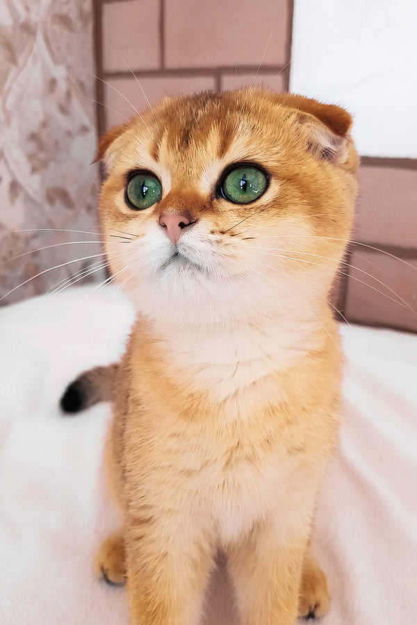 Cindi | Scottish Fold Kitten