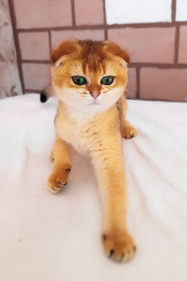 Cindi | Scottish Fold Kitten