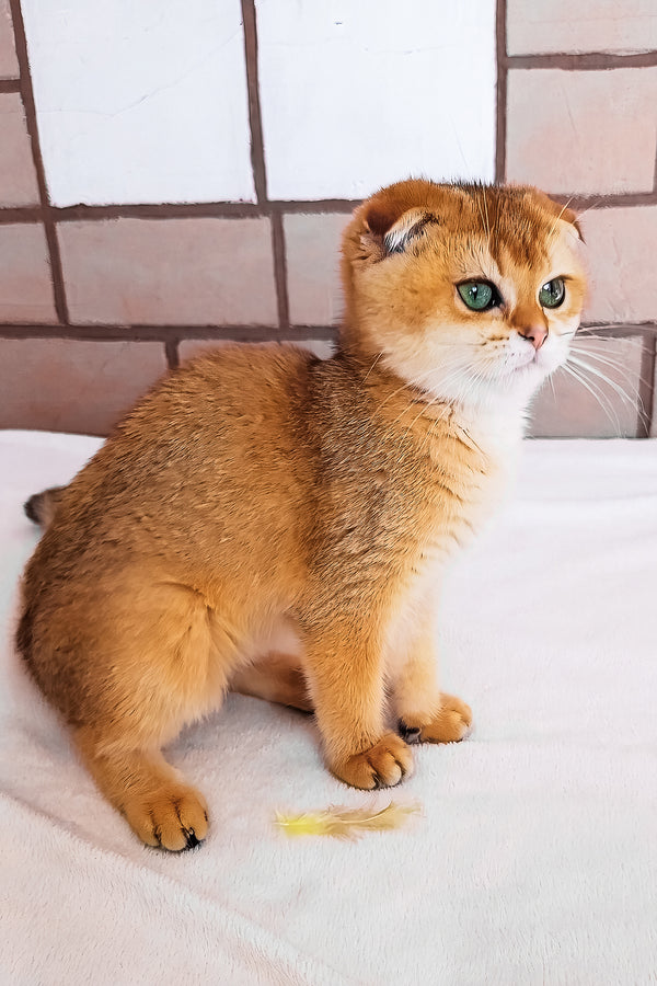 Cindi | Scottish Fold Kitten
