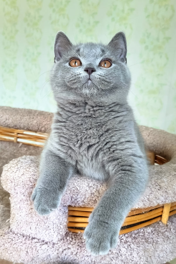 Candy | British Shorthair Kitten