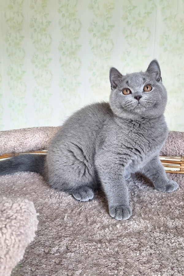 Candy | British Shorthair Kitten