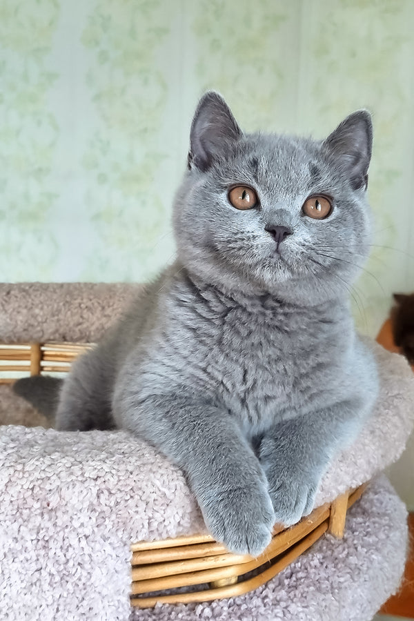Candy | British Shorthair Kitten