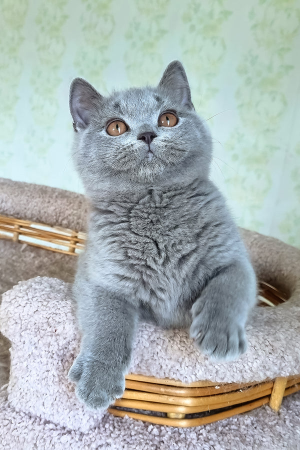 Candy | British Shorthair Kitten
