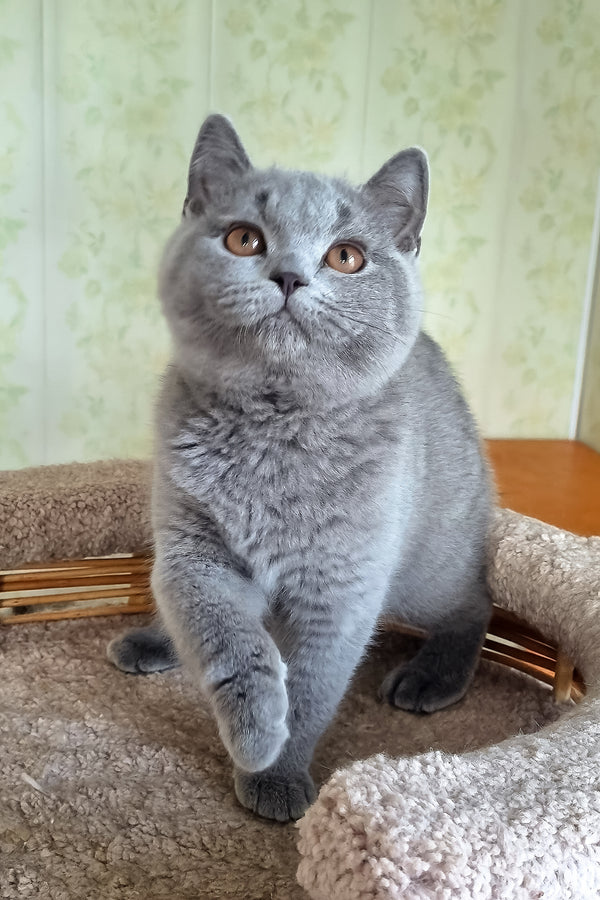 Candy | British Shorthair Kitten