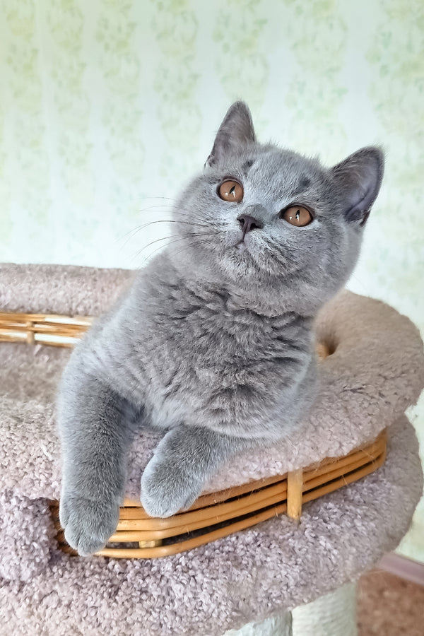 Candy | British Shorthair Kitten