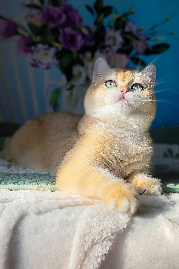 Cindy | British Shorthair Kitten