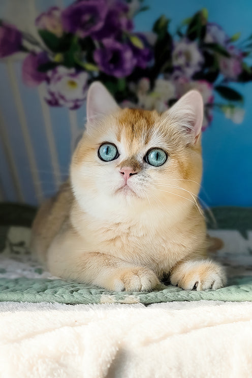Cindy | British Shorthair Kitten
