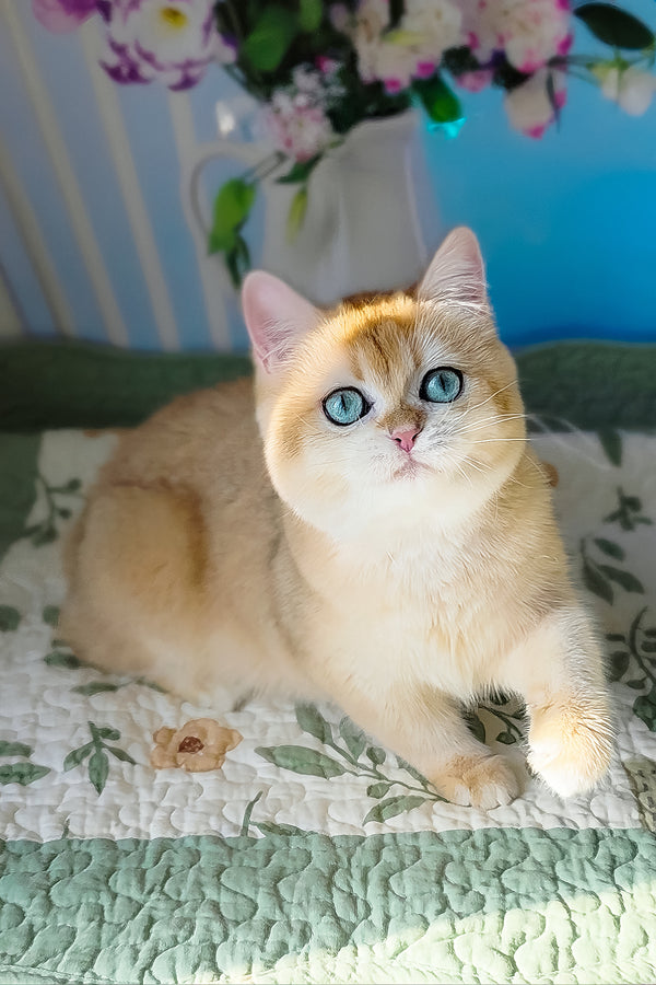 Cindy | British Shorthair Kitten
