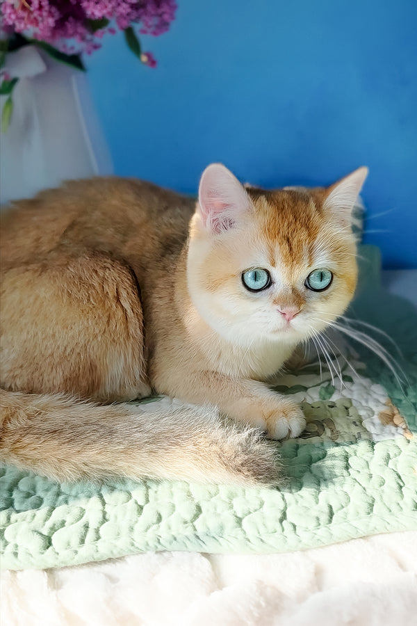 Cindy | British Shorthair Kitten