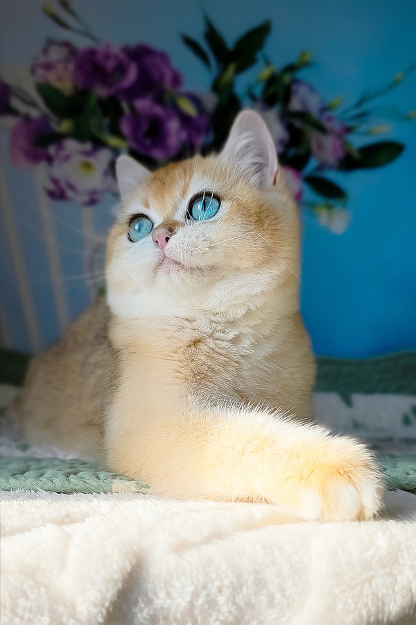 Cindy | British Shorthair Kitten