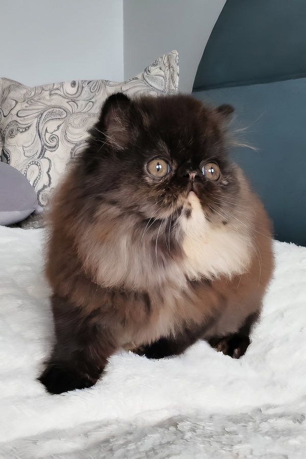 Citadel | Persian Kitten