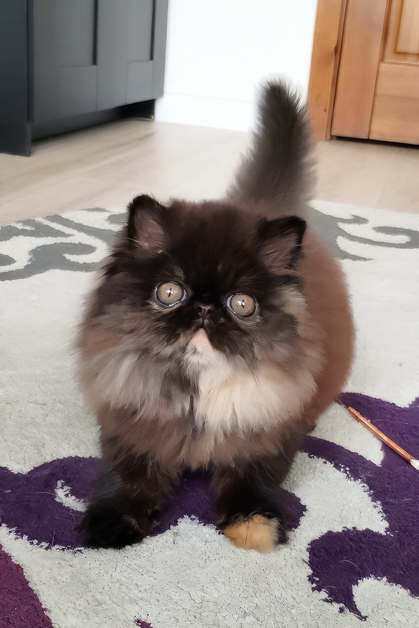 Citadel | Persian Kitten