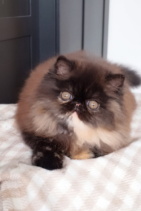 Citadel | Persian Kitten