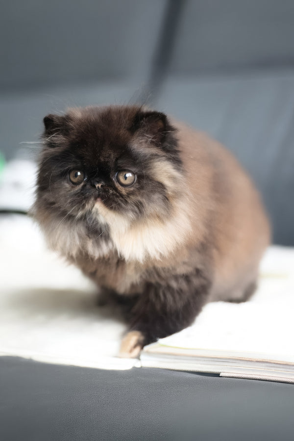 Citadel | Persian Kitten