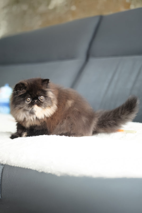 Citadel | Persian Kitten
