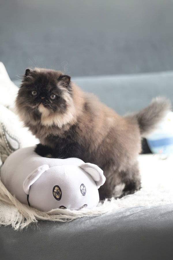 Citadel | Persian Kitten
