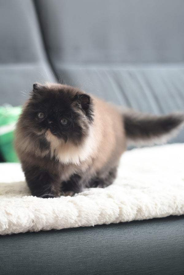Citadel | Persian Kitten