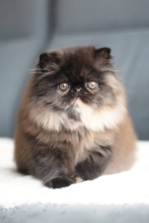 Citadel | Persian Kitten