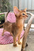 Claus | Abyssinian Kitten