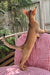 Claus | Abyssinian Kitten