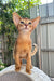 Claus | Abyssinian Kitten