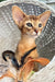 Claus | Abyssinian Kitten