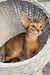 Claus | Abyssinian Kitten