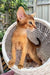 Claus | Abyssinian Kitten