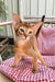 Claus | Abyssinian Kitten