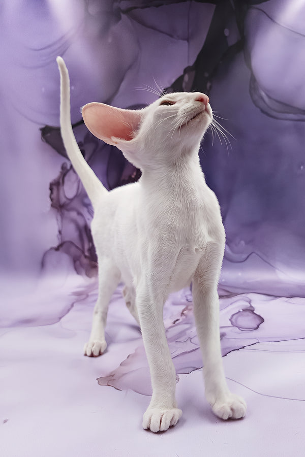 Clayton | Oriental Shorthair Kitten