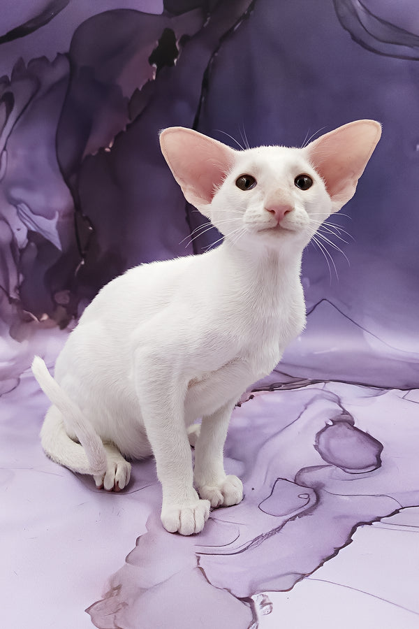 Clayton | Oriental Shorthair Kitten