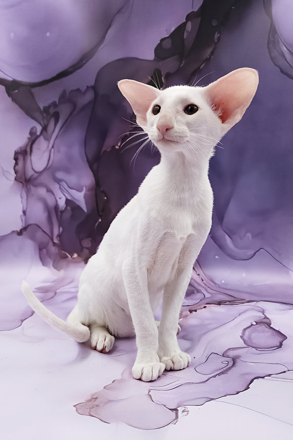 Clayton | Oriental Shorthair Kitten